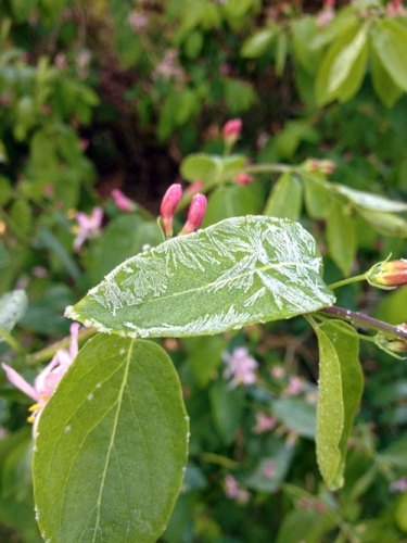 Frost on Honeysuckle