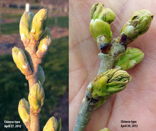 Frost on Chinese Chestnut