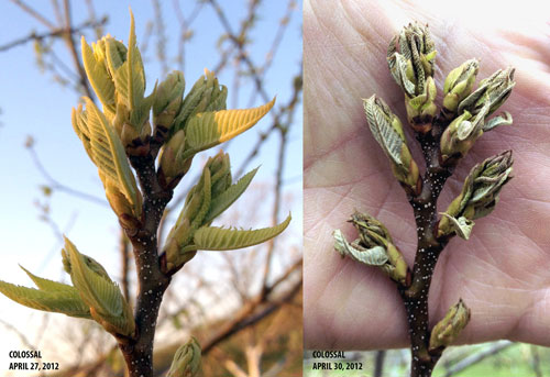 Frost damage on Colossal