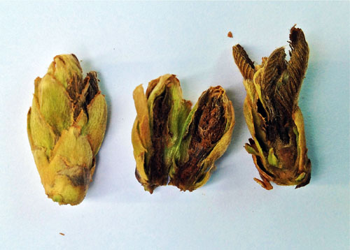 Dead terminal buds