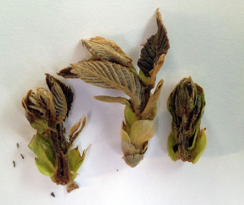 Dead colossal buds Dead colossal buds