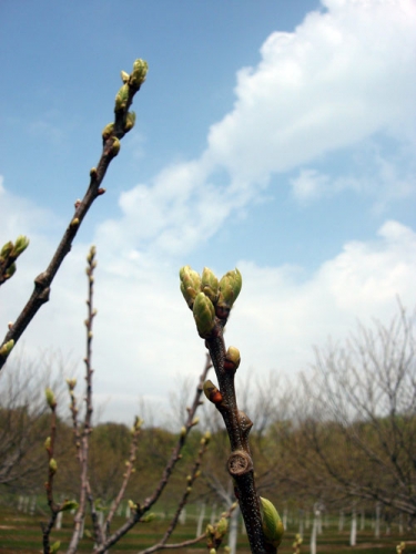 Healthy terminal buds Healthy terminal buds