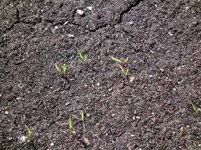 First emerged carrots