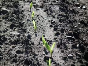 Sweet corn emerged and a bit pale.