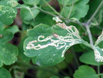 columbine sawfly