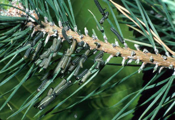 pine sawfly