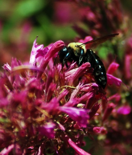 carpenter bee