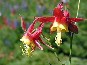 columbine flowers