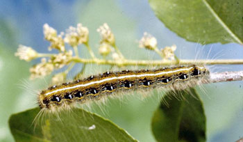 eastern tent caterpillar