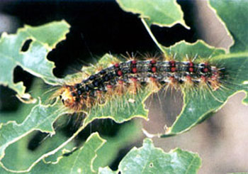 gypsy moth caterpillar