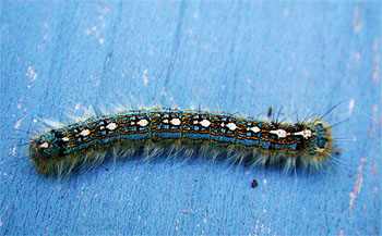 forest tent caterpillar