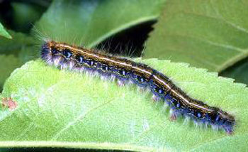 eastern tent caterpillar