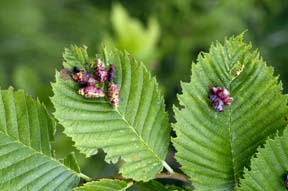 Aphid galls on elm.