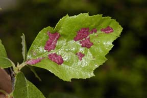 Erineum patch on birch.