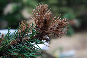 Spruce gall midge damage.