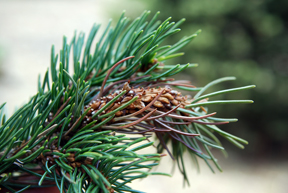 Spruce gall midge damage.