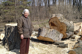 felled silver maple