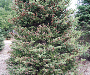 Spruce tree damaged by gall midge.