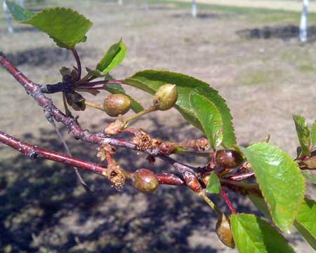 Brown tart cherries