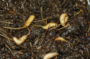 Rat-tailed maggots.