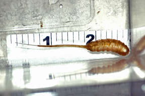 Rat-tailed maggot.