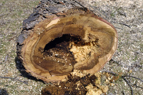 Rotted heartwood of silver maple.