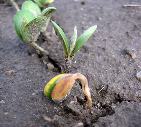 Soybean seedlings