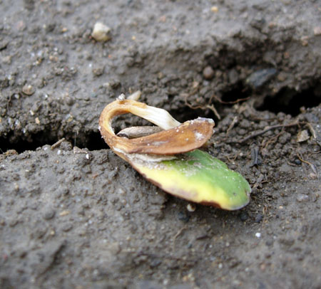 Soybean seedlings