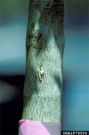 Entrance hole of the black stem borer