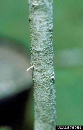 Frass column of black stem borer protruding from entrance tunnel