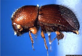 The granulate ambrosia beetle