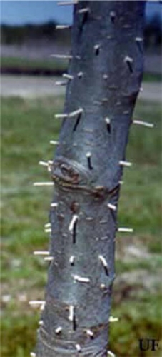 Toothpick-like frass columns made by the granulate ambrosia beetle