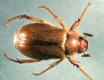 European chafer adult