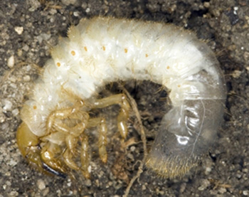 European chafer grub