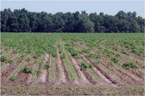 volunteer potatoes in corn field volunteer potatoes in corn field