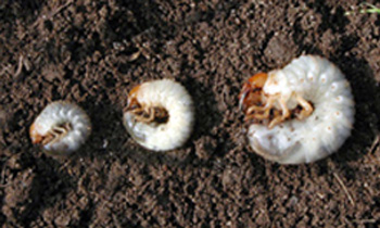 White grub instars