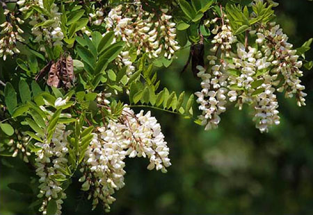 Black locust bloom