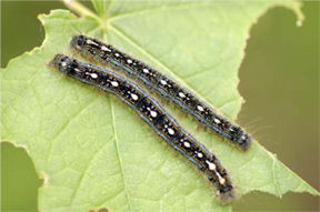 forest tent caterpillar