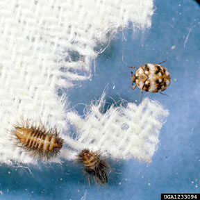 Furniture carpet beetle larva and adult