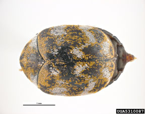 Varied carpet beetle