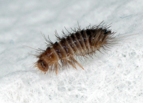 Varied carpet beetle larva