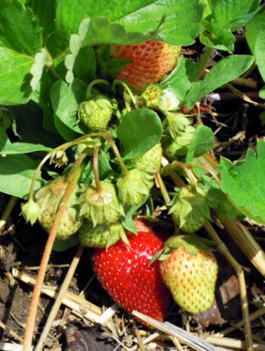 strawberry strawberry
