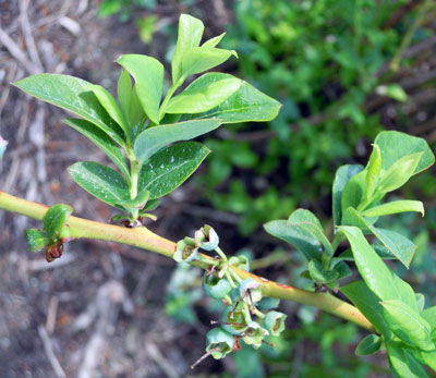 new growth new growth