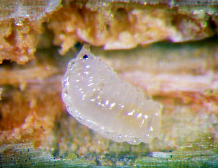 Douglas fir needle midge maggot