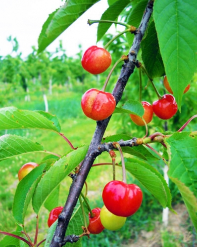 Cherries Cherries