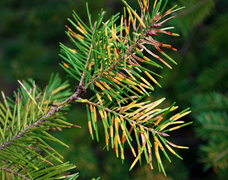 Douglas fir needle midge damage