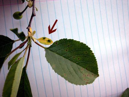 Cherry Leaf Spot