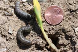 black cutworm