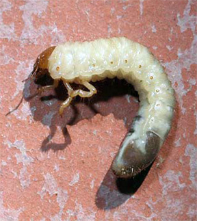 June beetle larvae