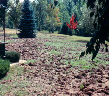 a lawn “rototilled”’ by skunks looking for white grubs.